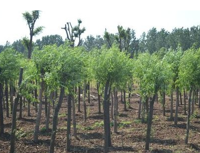 解密 ∣為何苗木客戶連聲稱“錢花的值”